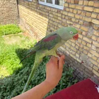 شاه طوطی