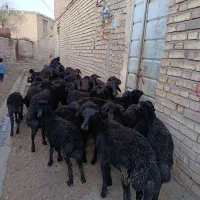 فروش بره نر