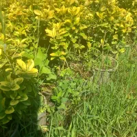 شمشادسرحال گلدان سه ونیم ۱۵۰۰عدد قیمت‌ ۴۳هزارتومن