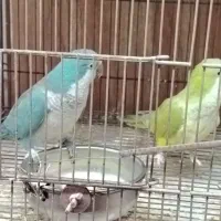 راهب مولد