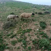 گوسفند|حیوانات مزرعه|چناران, |دیوار