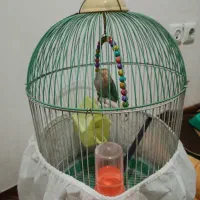 طوطی برزیلی نر