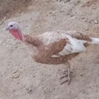 بوقلمون