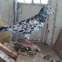 کبوتر