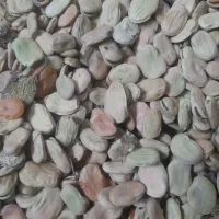 باقله