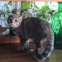 پانسیون گربه (اختصاصی گربه) روزی ۴۰۰