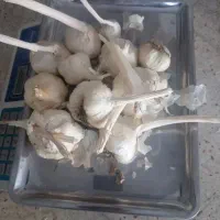سیر دست شده آماده فروش برا کاسب
