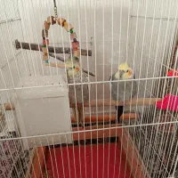 یک جفت عروس هلندی