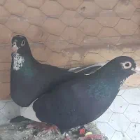 کبوترپلنگ