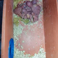 جفت مرغ عشق با ۶تا جوج