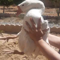 فروش یا معاوضه قوغاز ماده
