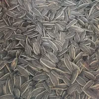 تخمه خارجی و ایرانی درجه ۱ ، قیمت تولیدی ، ۱۳ طعم