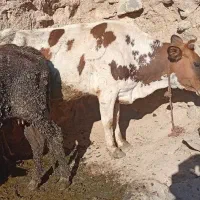 فروش ۱۳ راس گاو