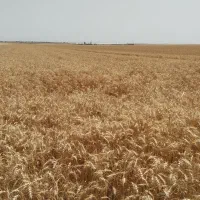 گندم تازه امسال بدون سم و حشره