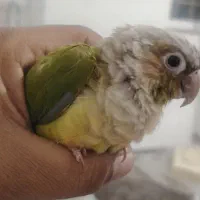 گرینچیک 7 ماهه