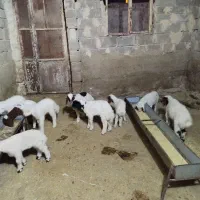 9 عدد بره شیرخوار