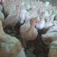 جوجه بوقلمون بیوتی 6زرین