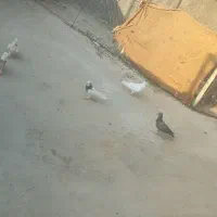 25تا30تا پرشی