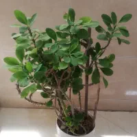 گل ناز گیاه کاکتوس مرجان پتوس گندمی قلمه پدیلانتوس