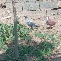 کبوتر، کفتر