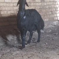 بره قوچ افشار
