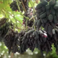 نهال انگور موندراپ