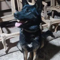 سگ نژاد ژرمن