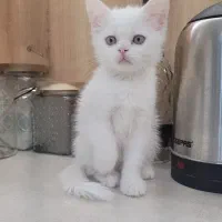 بچه گربه پرشین سفید