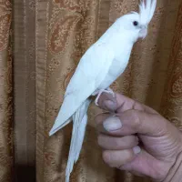 البینو
