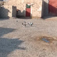 کبوتر سبزوابلغ