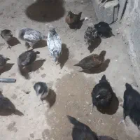 جوجه مرغ محلی
