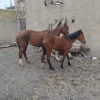 اسب|اسب و تجهیزات اسبسواری|ملایر, |دیوار