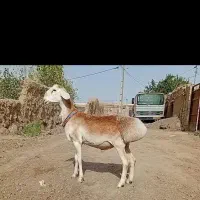بره قوچی قندوزی درجه یک