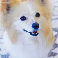 پامر روباهی