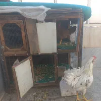 خروس