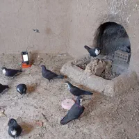 کفتر ریشی