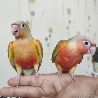 گیرینچیک