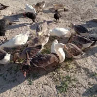 فروش