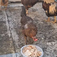 مرغ و خروس
