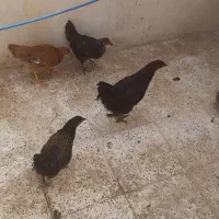 جوجه