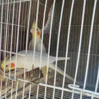 جفت عروس هلندی