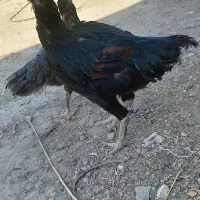 خروس لاری مرغ