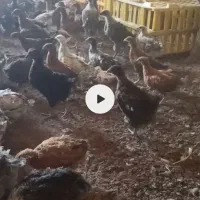 پرنده فروشی ابوالفضل حمامچی جوجه مرغ و خروس