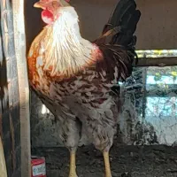 خروس گلپایگان دستی استثنایی دستی