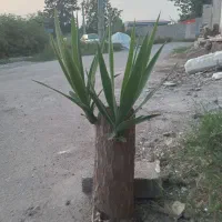 گل یوکا فروشی