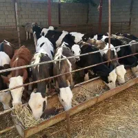 گوساله های سیمنتال درجه یک