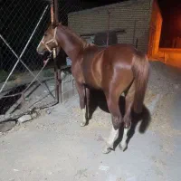 اسب