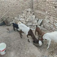 بز و بزغاله