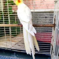 عروس هلندی مولد