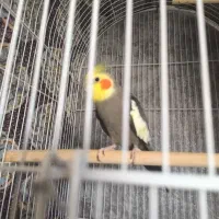 یک جفت عروس هلندی با سه تا جوجه